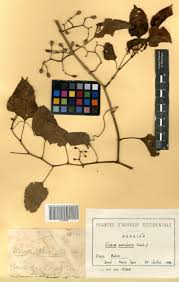 Image result for Cissus petiolata