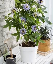 We did not find results for: 24 Best Smelling Fragrant Indoor Plants You Must Grow