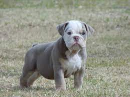 Maybe you would like to learn more about one of these? View Ad Bulldog Litter Of Puppies For Sale Near Texas El Paso Usa Adn 24614