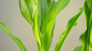 Check spelling or type a new query. Reducing Yellowing Of Corn Leaves Yara United States