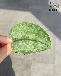 Amati perbedaannya di video ini. Scindapsus Silver Cloud Vs Silver Leaf Inthejungle Facebook
