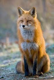 Zorro Rojo Renard Roux Animaux Photo Renard