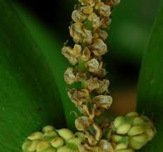 Image result for Nageia