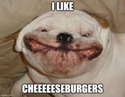 These dogs are so ugly their cute lololol Ugly Dog Memes Gifs Imgflip