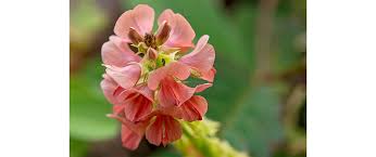 Image result for Alysicarpus zeyheri