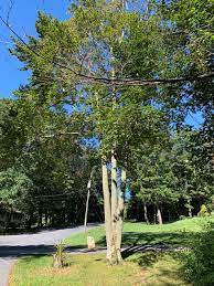 The Trees of the Forest will Sing - Ephrata Church of the Brethren