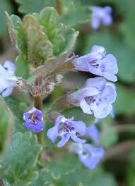 Image result for Glechoma  hederacea