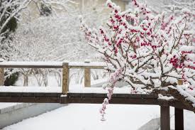 Tree with red flowers in winter. Plum Blossom In Snows Stock Image Image Of Tree Specific 171171311
