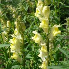 Antirrhinum Braun Blanquettii Iberisches Lowenmaul Mit Stauden Gestalten Kinder Garten Kinder Pflanzen Pflanzen Kinder Garten Stauden