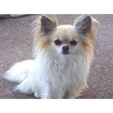 We offer a variety of breeds in ohio and surrounding states from reputable dog breeders ohio was also home to the nations first professional baseball team, the cincinnati reds. Male Long Haired Chihuahua Puppy 7 Weeks Old In Chillicothe Ohio Puppies For Sale Near Me