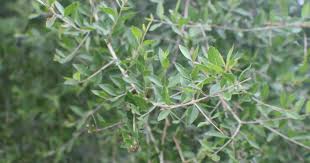 Image result for Lawsonia inermis