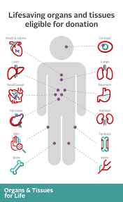 Image result for Tissue Donation