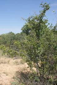 Image result for Combretum engleri