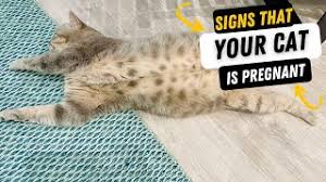 Pregnant Cat Nipples Vs Normal Cat Nipples: How To Tell The Difference? -  Cats.Com