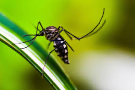 Der impfstoff rts,s besteht aus dem csp aus p. Malaria Impfstoff Hat 77 Prozent Wirksamkeit