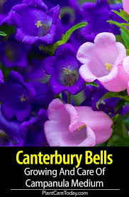 Canterbury Bells Growing And Care Of Campanula Medium Flowers Perennials Growing Flowers Planting Flowers
