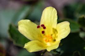Image result for Hibiscus subreniformis