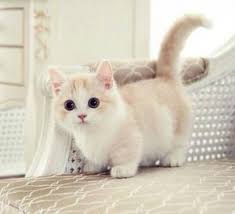 Kini kucing menjadi salah satu hewan peliharaan paling populer di dunia setelah anjing. Top 8 Jenis Kucing Di Malaysia Paling Popular Bidadari My