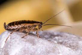 Roaches can also migrate through plumbing. Why You Can T Keep Cockroaches Out Of Your Home Video