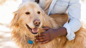 Dog dementia generally has 3 stages. Putting Your Dog To Sleep Saying Goodbye Purina