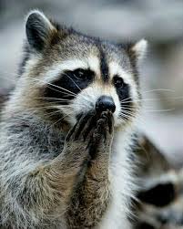 What a stunning photo, a puppy is just trying to hold a bubble and the photographer catches this beautiful moment. Nousssssaaaa Usenatureza Cute Animals Nature Animals Animals Wild