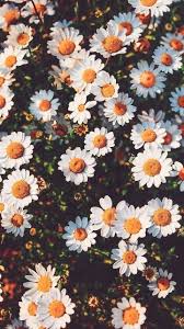 Indie Aesthetic Grunge Flowers Nature Vintage Photography Https Weheartit Com Entry 325527560 Sunflower Wallpaper Nature Wallpaper Flower Wallpaper
