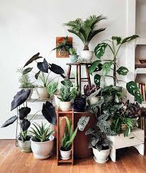 Pin On Plants