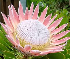 Pin By Karin Bosch On Flowers Protea Flower Unusual Flowers Rare Flowers