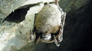 Image result for Droogmansia pteropus