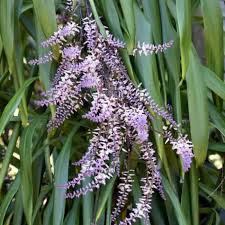 Image result for Murdannia stricta