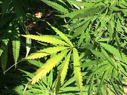Marijuana Drugfacts National Institute On Drug Abuse Nida