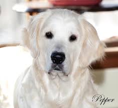 The golden retriever, an exuberant scottish gundog of great beauty, stands among america's most popular dog breeds. White Golden Retriever Puppies Akc Certified Nj Ny Pa Ct Ma Md De Ri Tx Ca Az Fl