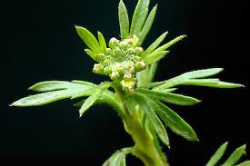 Image result for Lepidium bonariense