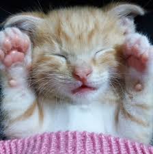 kedimin yasini nasil hesaplarim kedi yasi hesaplama pet ihtiyac