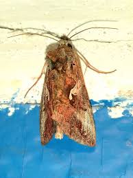Image result for Autographa macrogamma