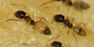 how to get rid of ants in your bathroom