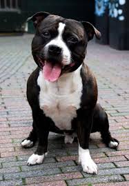 Puppies Hey Any Chance Of Some Black And White Staff In 2020 Staffordshire Bull Terrier American Pitbull Terrier English Staffordshire Bull Terrier