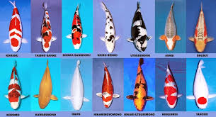 Jual Ikan Koi Cilacap 2018