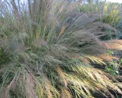 Image result for Aristida diffusa