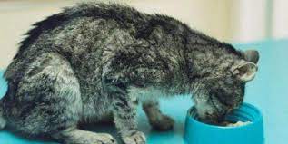 Best Low Iodine Cat Food For Hyperthyroidism Hyperthyroidism Iodine Cats