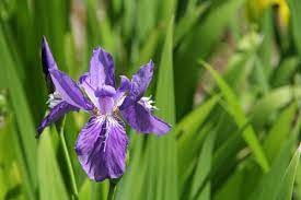 Iris Tectorum Flower View 01 Iris Plant Wikipedia The Free Encyclopedia Plants Iris Flowers Iris