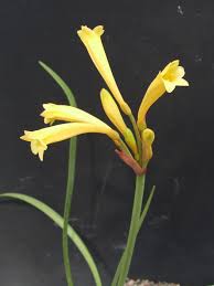 Image result for Cryptostephanus