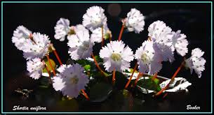 Image result for Pearsonia uniflora