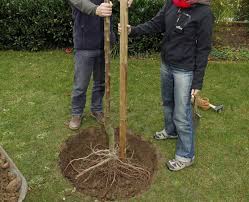 Beim pflanzen eines obstbaums kann viel schiefgehen. Obstbaume Pflanzen Die Besten Tipps Mein Schoner Garten