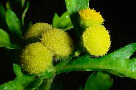 Image result for Grangea anthemoides