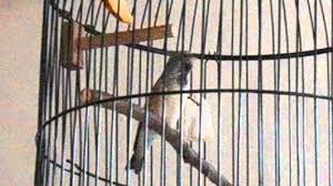 Burung ini pertama kali ditemukan pada tahun 1981. Blackthroat Jantan Bogor Youtube