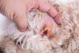 6 Dog Ear Problems With Pictures And How To Prevent And Fix Them