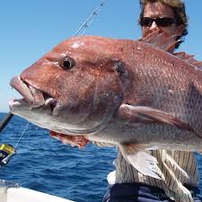 Sea Fishing In Lanzarote Find And Book Your Charter