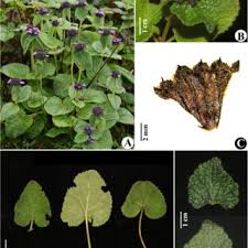 Image result for Syncolostemon linearis