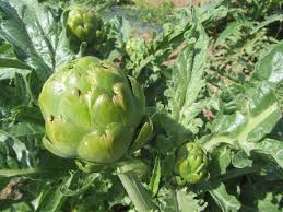 Maraichers Aveyron 12 Legumes En Vente Directe Producteur